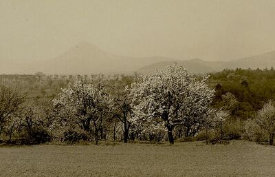Blick von Wooparn auf Donnersberg.jpg