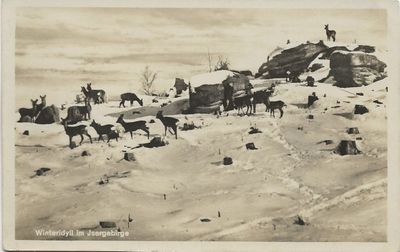 Isergebirge winter rehe.jpg