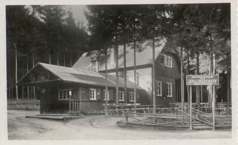 Datei:Drillingsfichte 3452.jpg