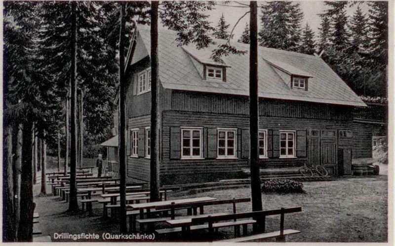 Datei:Drillingsfichte 3454.jpg